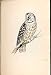 Meyer H/C Birds 1842-50 Tengmalm'S Owl