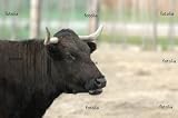 'Carmargue Calf' Wall Decal - 18"W x 12"H Removable Graphic