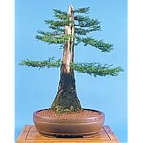 Giant Sequoia 50 Seeds - BONSAI GIGANTEUM
