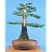 Giant Sequoia 50 Seeds - BONSAI GIGANTEUM