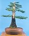 Giant Sequoia 50 Seeds - BONSAI GIGANTEUM