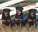   - For the Love of Rottweilers 2008 Deluxe Wall Calendar