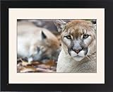 Framed Prints of Cougar, mountain from Danita Delimont