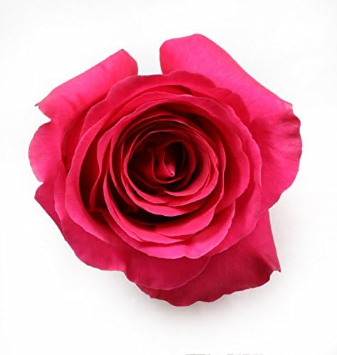 Fresh Flowers - Two Dozen Best Hot Pink Birthday Roses