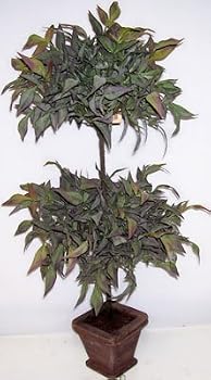 30" Double Ball Ruscus Topiary Plant (fall)
