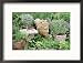 Lavender in Shell Pot, Welsh Onion, French Marjoram, Gold Tipped Marjoram, Parsley, Nepeta (Catmint) Framed Photographic Poster Print by Linda Burgess, 21x17
