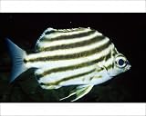 Photographic Prints of Stripey Fish from Ardea Wildlife Pets