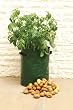 Bosmere K705 Potato Deck-Patio Grow Planter Bag