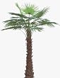 16' Giant Artificial Washingtonia Palm Tree
