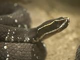 Mexican Cantil Viper at the Henry Doorly Zoo, Omaha Zoo, Nebraska Photographic Poster Print by Joel Sartore, 40x30