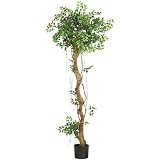69 &acute; Mini Japanese Ficus Oriental Silk Tree - B0033QEVZS