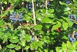 Oregon Grape Root Tea