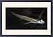 Framed Prints of PM-10148 Four Eyed Fish - with eyes poking above surface of the water from Ardea Wildlife Pets
