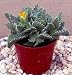 Tiger Jaws Plant