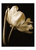 IMAGE OF Champagne Tulip I Beautiful MUSEUM WRAP CANVAS Print with Added BRUSHSTROKES Charles Britt 20x28