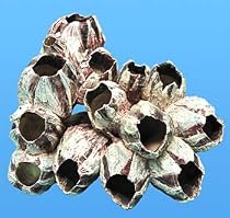 BARNACLES 7" to 10" (4PC)