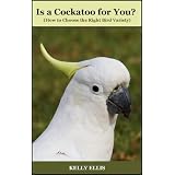 Is a Cockatoo for You? (How to Choose the Right Bird Variety)