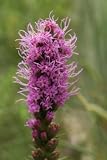 Liatris Flowers, Wholesale Box of Fresh Cut Flowers