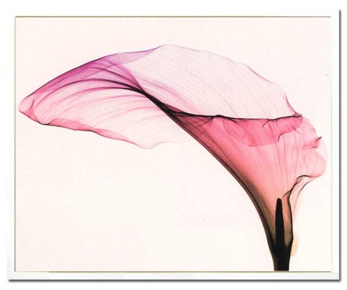 X-Ray PHOTOGRAPHY（レントゲンフォトグラフィー）ポスターフレーム Steven N.Meyers / Giant Calla 790x630x30mm