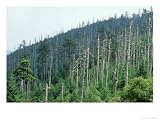 Acid Rain, Dead Conifers Near the Summit of Mount Mitchell, North Carolina Photographic Poster Print by David M. Dennis, 16x12