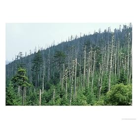 Acid Rain, Dead Conifers Near the Summit of Mount Mitchell, North Carolina Photographic Poster Print by David M. Dennis, 16x12