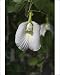 Photographic Prints of DH-3572 Butterfly Pea flower - This is the white variety from Ardea Wildlife Pets