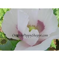 1000 Poppy Flower Seeds. Papaver somniferum. Giganteum Poppies.