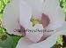 41qDAVAdMlL. SL75  Papaver Somniferum