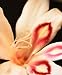Gladiolus - 18
