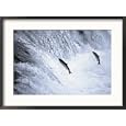 Sockeye Salmon Spawning, Katmai National Park, AK Framed Photographic Poster Print by Stuart Westmoreland, 29x21