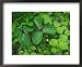 Toadshade or Red Trillium Framed Art Poster Print by Adam Jones, 22x18