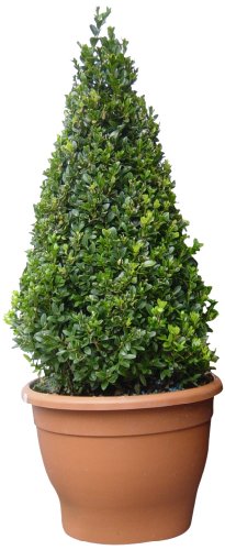 Buchsbaum-Pyramide, ca. 40-50cm, 1 Pflanze Preisvergleich