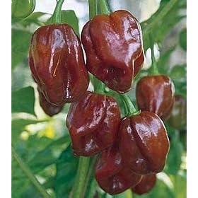 Jamaican Hot Chocolate Habenero Pepper 15 Seeds