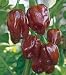 Jamaican Hot Chocolate Habenero Pepper 15 Seeds
