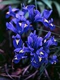 Dark Blue Rockgarden Iris 25 Bulbs - reticulata