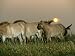Przewalskis Horses at the Wilds in Southeastern Ohio Photographic Poster Print, 24x18