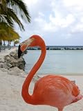 Pink Flamingo on Renaissance Island, Aruba, Caribbean Photographic Poster Print by Lisa S. Engelbrecht, 42x56
