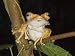 Bornean Eared File-Eared Tree Frog Danum Valley, Sabah, Borneo Photographic Poster Pr...