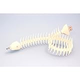 キューブ 魚コードUSB2.0ケーブル アイボリー