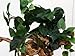 MagNaturals 37103 Hanging Jungle