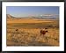 Cattle Graze Along the Rocky Mountain Front near Choteau, Montana, USA Framed Art Poster Print by Chuck Haney, 39x31