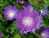 STOKES ASTER 'HONEYSONG PURPLE' / 1 gallon Potted