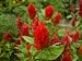 Super Celosia Plumosa Flowers in Lincoln, Nebraska Photographic Poster Print by Joel Sartore, 12x16
