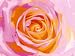 Poster - Phoenix, Tasmin - Rose Variation I - Poster Kunstdruck von Phoenix