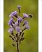 Photographic Prints of Alpine sow-thistle - with visiting bumble bee from Ardea Wildlife Pets