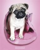 Hunde - Kleiner Armer Mops I Mini-Poster (50 x 40cm)