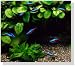 Fish Food Dried Red Shrimp High Protein Color Enhancing TOP Quality