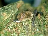 Soprano Pipistrelle Bat, Aylesbury, England Photographic Poster Print by Les Stocker, 24x18