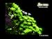 41qIvTno%2BUL. SL75  Cheap fish Tanks