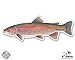 Rainbow Trout Fish - 5